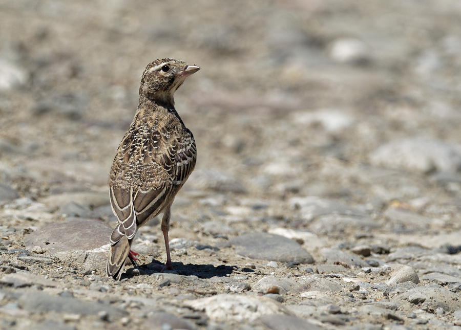 calandrella brachydactyla 2