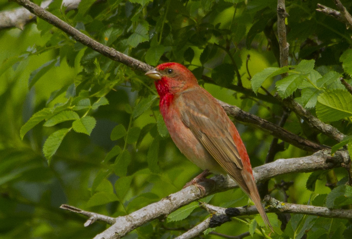 carpodacus erythrinus1