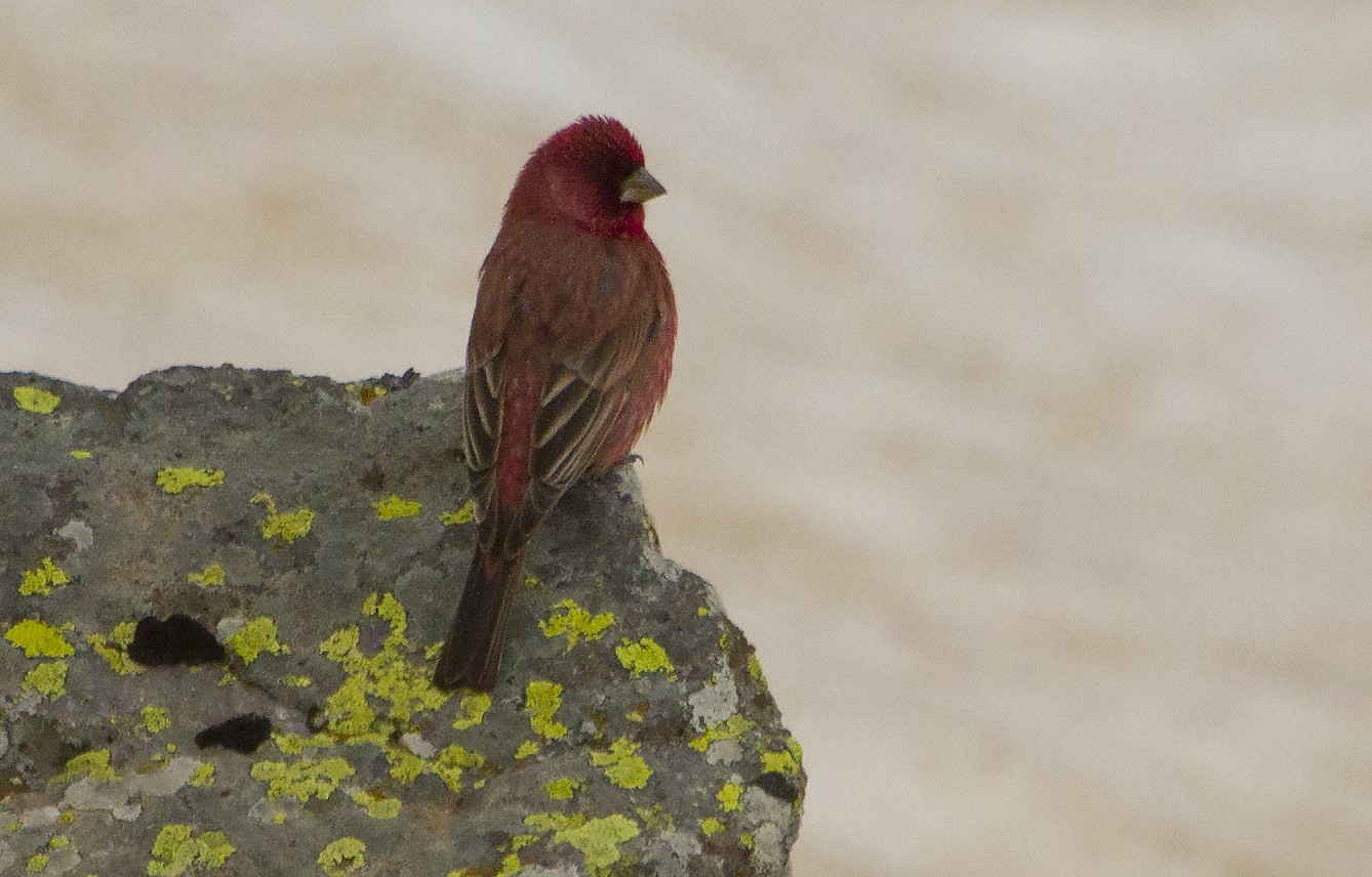 carpodacus rubicilla