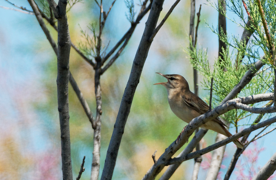 cercotrichas galactotes
