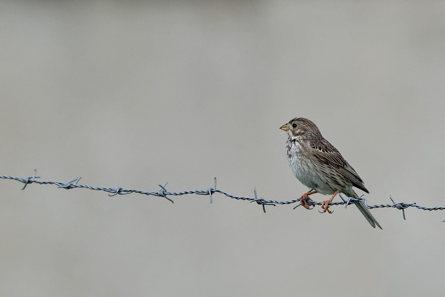 emberiza calandra
