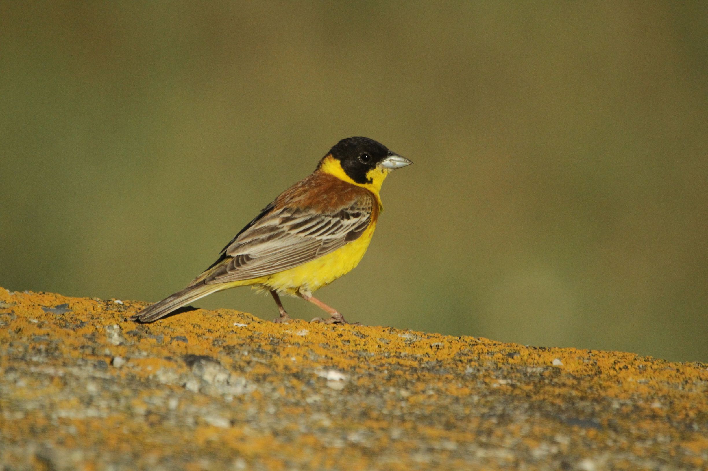 emberiza melanocephala