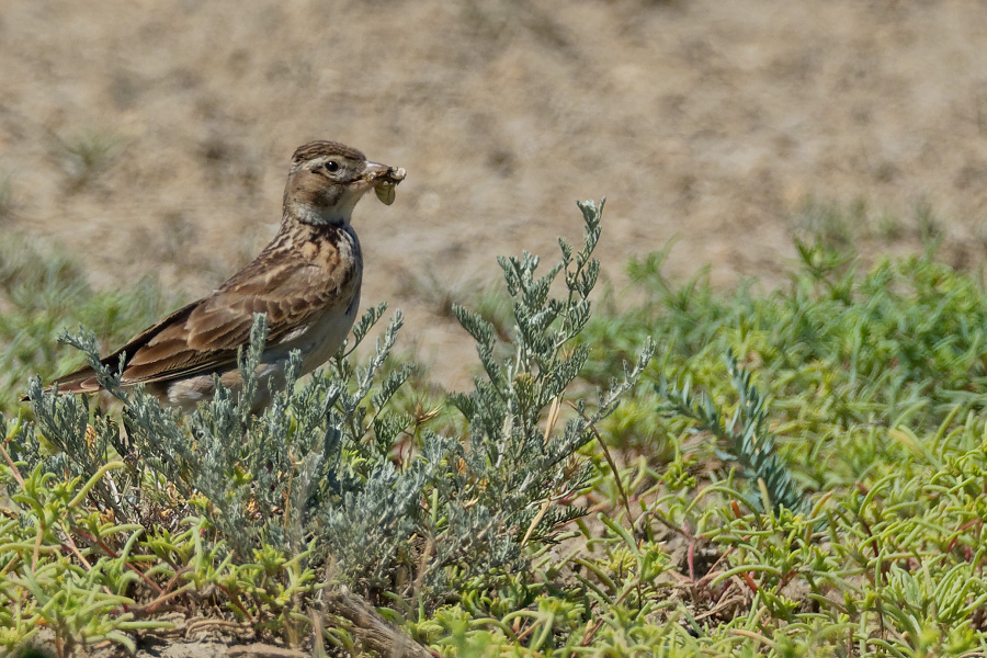 melanocorypha calandra