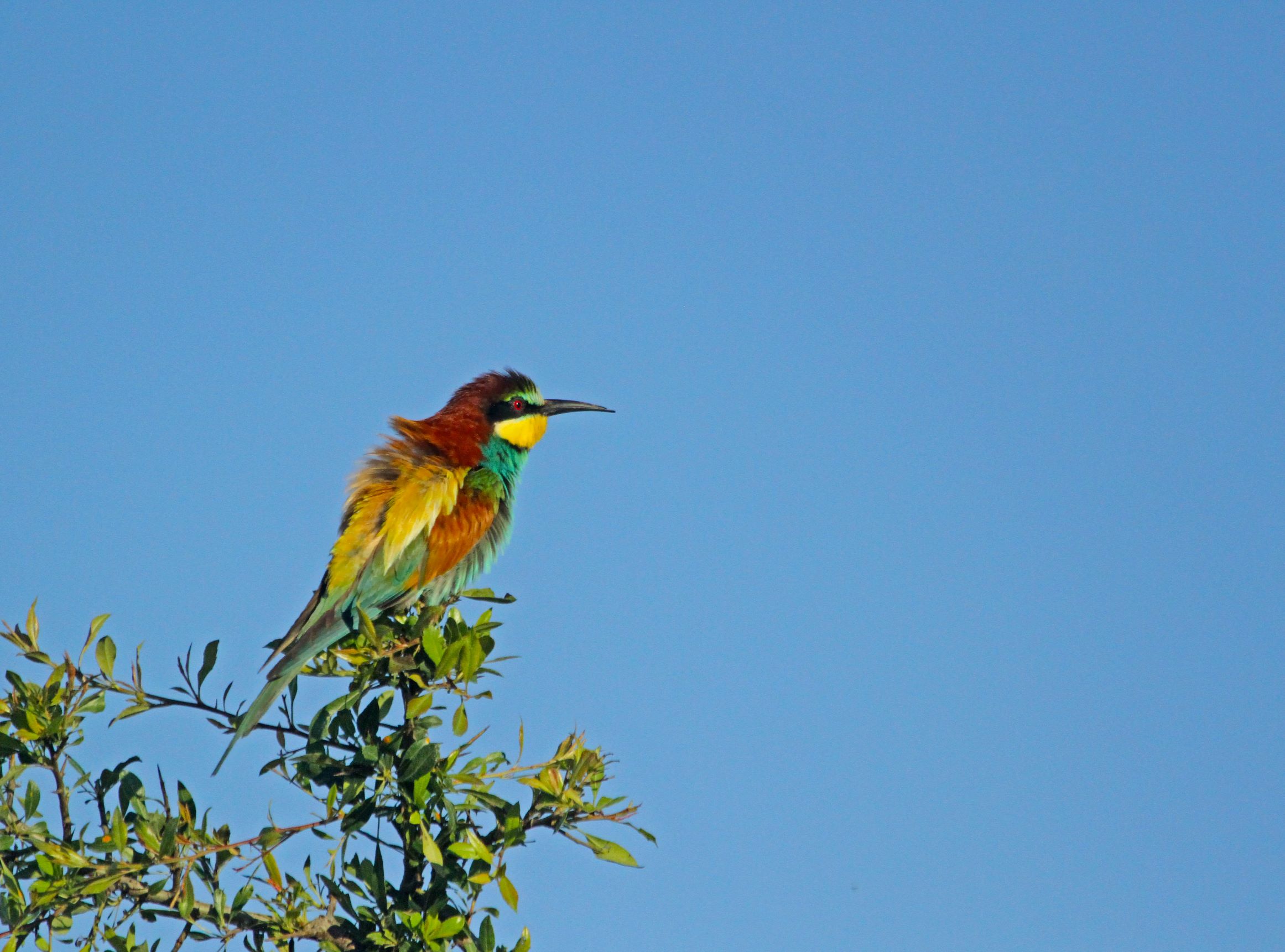 merops apiaster