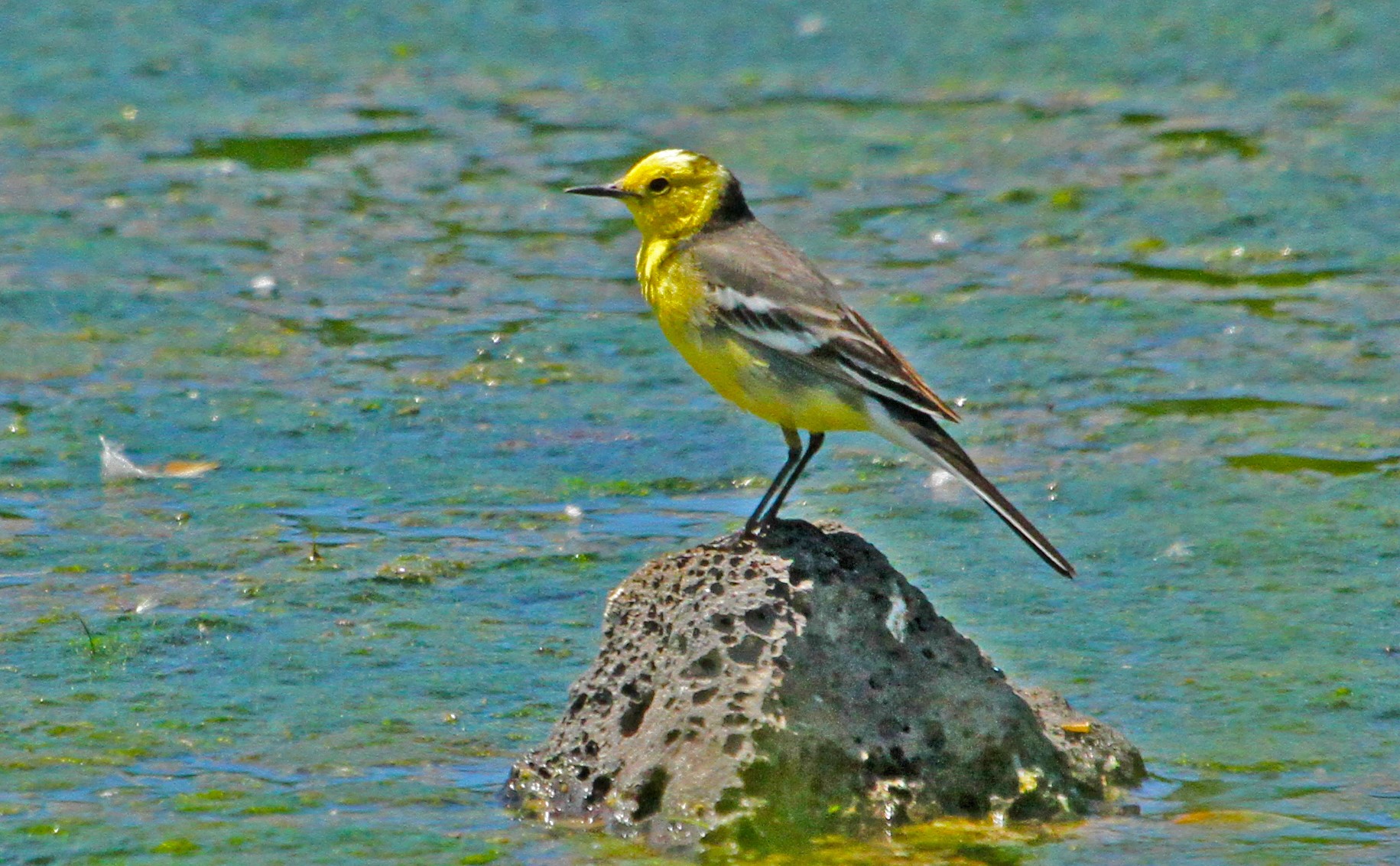 motacilla citreola