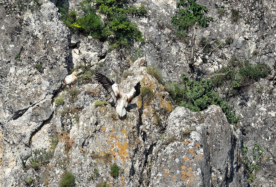 neophron percnopterus