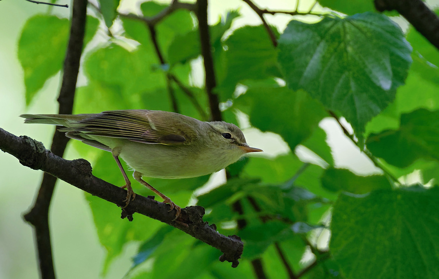 phylloscopus nitidus