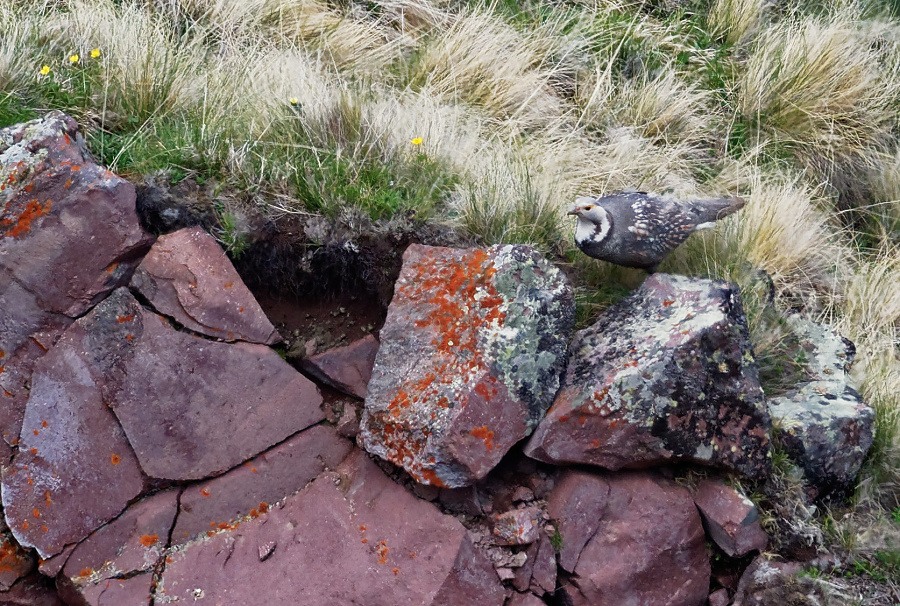 tetraogallus caucasicus