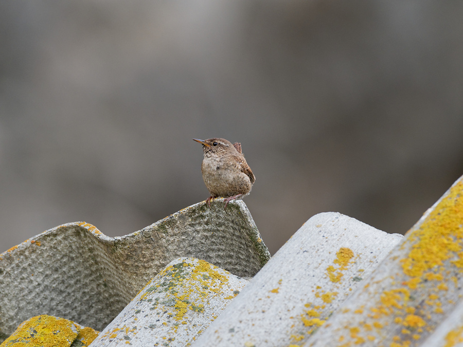 troglodytes troglodytes